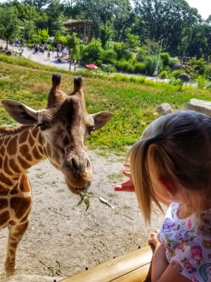 Feeding the giraffe at the omaha zoo