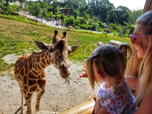 Feeding the giraffe at the omaha zoo