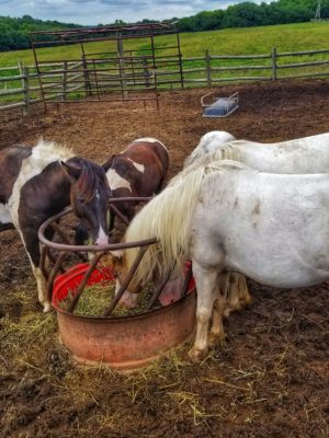 horses eating