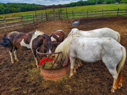 horses eating